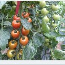 기영농장 이미지