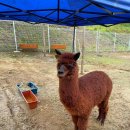 다상농장 이미지