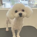 도기그룸 이미지