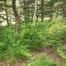 자일목장 이미지