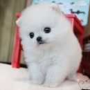 보노도그 이미지