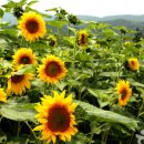 상장남길 이미지