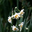 하늬바람 이미지