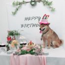 코코멍냥 이미지