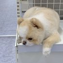 아일랜드 수월점 네이버블로그