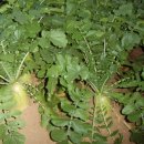 우등농장 이미지