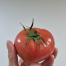 장수농원 | 완숙 찰토마토 아침식사대용 건강한음식 추천 JH정향농원