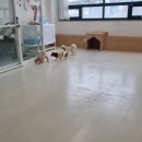 만족하개 이미지