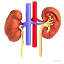 신장 기능 검사[ renal function test ] 이미지