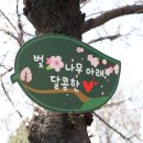 꽃보라동산 이미지