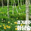 5월 경기광주 부모님 모시고 가볼만한 곳 수선화 🏵️:: 화담숲
