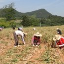 - 고흥Wee센터 사랑틔움 봉사단 마늘 수확 농촌봉사활동 실시 - 이미지