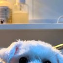 허벌라개 이미지