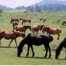 제주의 제주마 이미지