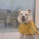 영등포동물병원 | 영등포 동물병원 365일, 24시 연중휴무진료 가능한 [동물의료센터24인치 종양검짐 후기