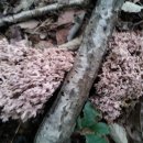 (주)풍년가 이미지