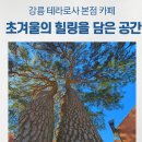 소나무정원 | 강릉 테라로사 본점 카페 후기, 소나무 야외 정원 산책하며 힐링하기