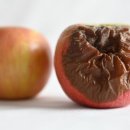 꿀꿀이야기 이미지