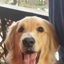 케이원애견훈련소 이미지