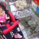 복대박 Daum카페