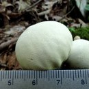 광대목장 이미지