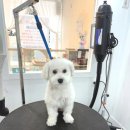 아름답개 이미지