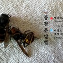 🐝등검은말벌 (Vespa velutina) 📅 살아있는 개체 🪟아파트 창호망충망에서 관찰 이미지