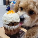 더맛있개 이미지