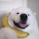 일성장 이미지