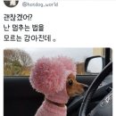 귤꽃향기 이미지