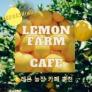 농은농장 | 전주 근교 카페 | 완주 🍋 레몬농장을 품은 본앤하이리 베이커리 카페 후기