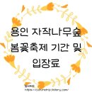 용인 자작나무숲 봄꽃축제 기간 및 입장료