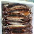 산오징어바다 이미지