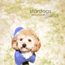 강아지놀이터 이미지