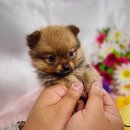 댕댕 일번가 이미지