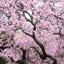 백양사(순천) 이미지