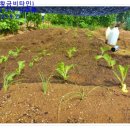 돌산가축 이미지