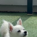 펫 유토피아 이미지