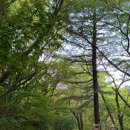 달천계곡 하류 이미지