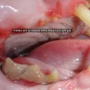 바스텟고양이병원 이미지