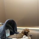 [공지] 강릉 애견동반 숙소 세인트존스호텔 펫룸 강아지 전용 객실 후기