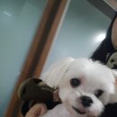 왈왈애견미용샵 | 금천구애견미용실 다루이뽀글 후기｜미용샵 유목민 별이의 정착기