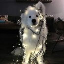 더사랑 동물병원 이미지