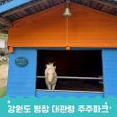 강원도 평창 아이와 가볼만한곳 가족나들이 동물먹이주기 승마체험 대관령 주주파크