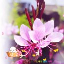 춤추는 나비를 닮은 분홍바늘꽃 이미지