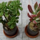 COSMOS/별,꽃 이미지