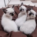 샤미즈 이미지