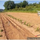 필돌농장 이미지