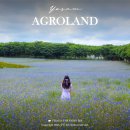 E안경대인점 | 당진 예산 아그로랜드 태신목장 수레국화 청보리밭 포토존 위치 사계절 꽃 총정리