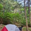 숲멍 제대로 하고 왔다! 국립덕유산자연휴양림 126번 사이트 후기🌲